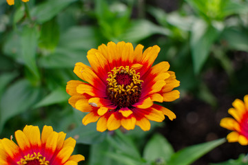 Red orange and yellow zinnias