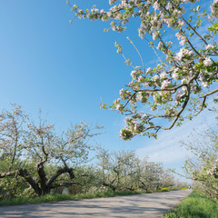 blossoming apple trees under blue sky along dike in holland near geldermalsen in dutch betuwe