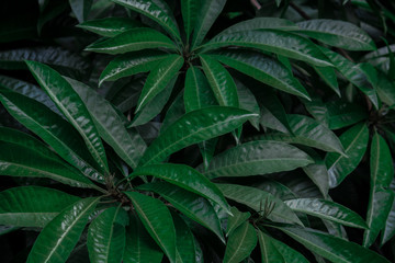 Naklejka na ściany i meble green nature background,green leaf dark tone