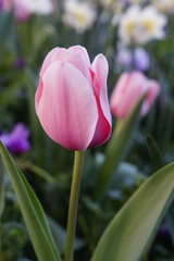 pink tulip