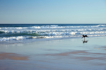Fototapeta na wymiar The dog runs along the shore