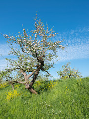 blossoming apple trees under blue sky along dike in holland near geldermalsen in dutch betuwe