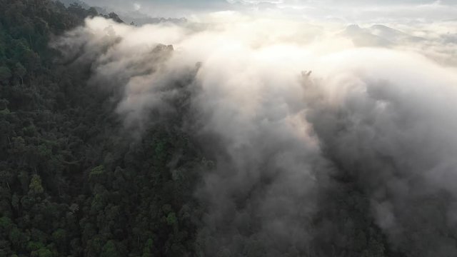 Rainforest (rain forest) jungle and clouds aerial footage