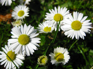 Gänseblümchen im Frühling