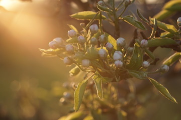 Flowering pear tree at sunset. Flowers blooming on a branch.