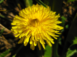 Blüte des Löwenzahn