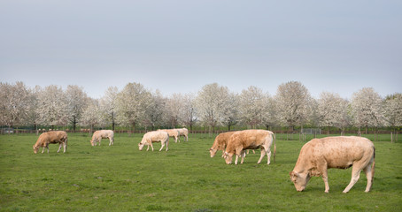 Fototapeta na wymiar blonde d'aquitaine cows in spring landscape with blossoming trees near utrecht in holland