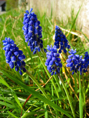 Taubenhyazinthen in Blüte