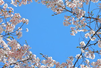 Japanese cherry blossom flower nature blue sky background