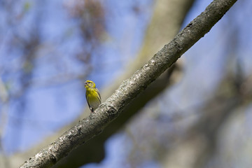 An adult european serin (Serinus serinus) perched on a tree branch in a city park of Berlin.