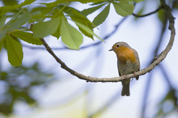 An adult European robin (Erithacus rubecula) perched on a tree branch in a city park of Berlin. In a tree with green leafs.