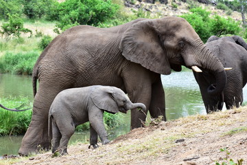 cute young baby of elephant,Kruger national park in South Africa