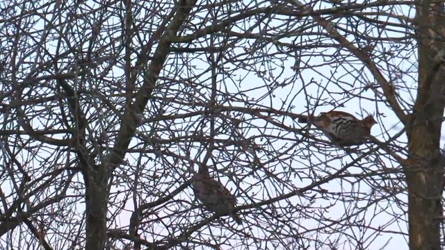 Static shot of tree Patridges, Perdix perdix, sitting on a tree, searching for food, on a cloudy day, in Canada