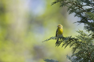 An adult european serin (Serinus serinus)  perched on a tree branch in a city park of Berlin.In a tree with yellow leafs.