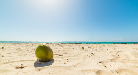 Coconut on the sand in Guadeloupe