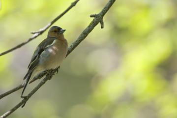 An adult male common chaffinch (Fringilla coelebs)  perched on a tree branch in a city park of Berlin.In a tree with yellow and green leafs.