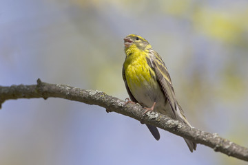 An adult european serin (Serinus serinus)  perched on a tree branch in a city park of Berlin.In a tree with yellow leafs.