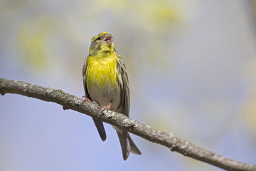 An adult european serin (Serinus serinus)  perched on a tree branch in a city park of Berlin.In a tree with yellow leafs.
