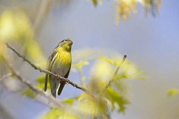 An adult european serin (Serinus serinus)  perched on a tree branch in a city park of Berlin.In a tree with yellow leafs.