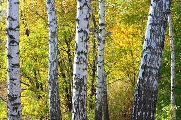 beautiful scene with birches in  in october among other birches in birch grove