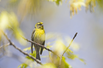 An adult european serin (Serinus serinus)  perched on a tree branch in a city park of Berlin.In a tree with yellow leafs.