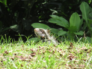 lizard