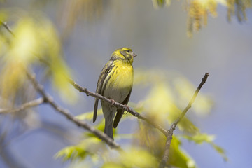 An adult european serin (Serinus serinus)  perched on a tree branch in a city park of Berlin.In a tree with yellow leafs.