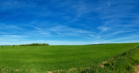 Fototapeta na wymiar Blue sky and green field