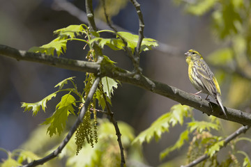 An adult european serin (Serinus serinus)  perched on a tree branch in a city park of Berlin.In a tree with yellow leafs.