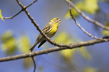 An adult european serin (Serinus serinus)  perched on a tree branch in a city park of Berlin.In a tree with yellow leafs.