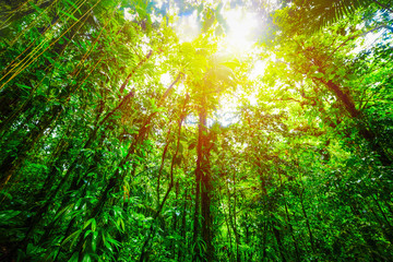 Fototapeta na wymiar Tall green trees under the sun in Basse Terre jungle