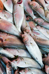 Obraz premium Bluefish