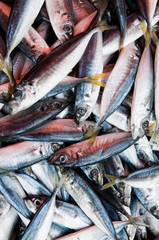 Obraz premium Fish