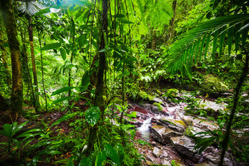 Green plants and small stream in Basse Terre jungle in Guadeloupe
