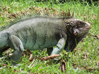 lizard