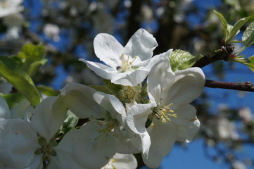 Apfelblüten