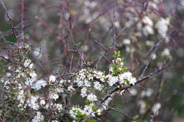 small wild flowers in the forest