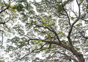 Under the tree with branch