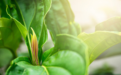 Soft focus closeup nature of green leaf with sunlight  in garden