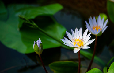 Lotus flower in pond.