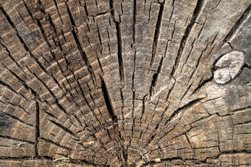 Fototapeta premium slice of a large old tree close-up front view