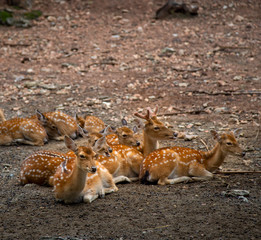 Group of deer sitting
