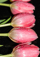Pink Tulips. Flowers. Reflection. Water Drops. Macro