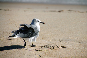 Ruffled Feathers