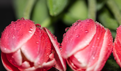 Pink. Drops. Tulips. Flowers. Reflection. Macro