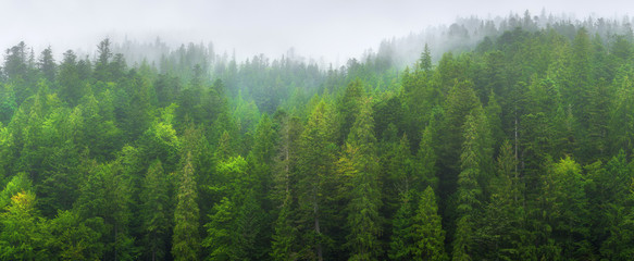 Mystical rainy landscape the mountain forest at the morning fog.