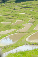 棚田　日本の伝統風景
