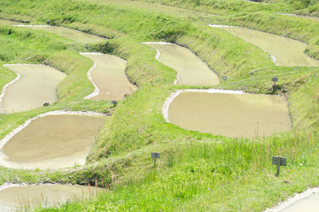 棚田　日本の伝統風景