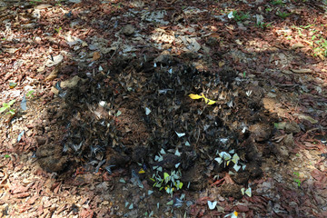 Colorful butterflies following a series of natural Ban Krang Camp. Phetchaburi, Thailand