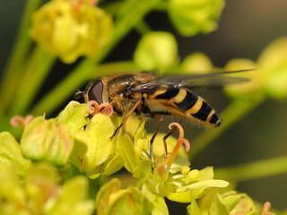 Die Schwebfliege ernährt sich an den Blüten des Kugelahorns im Frühjahrsgarten